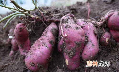 女人多吃红薯的好处,女人天天吃红薯好吗 红薯一天吃多少合适