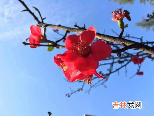 什么花的花语是希望,什么花的花语是希望?