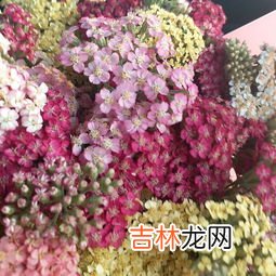 什么花的花语是希望,什么花的花语是希望?