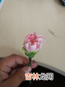 什么花的花语是希望,什么花的花语是希望?