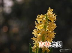 散发香气竟会致癌 风信子花香有毒吗,风信子放室内有毒吗，有毒