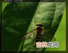 蜜蜂属于什么类,蜜蜂长什么样子