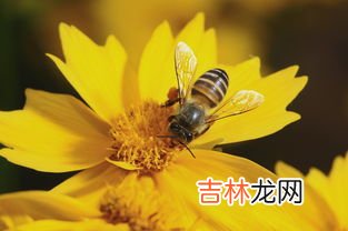 蜜蜂属于什么类,蜜蜂长什么样子