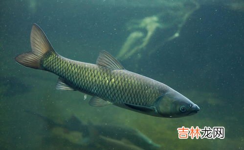钓草鱼怎么调漂,钓草鱼怎么调漂