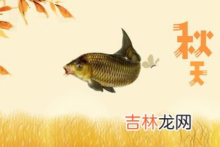 秋季钓鲤鱼的方法,秋天如何钓鲤鱼