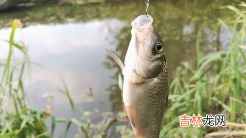 秋季钓鲤鱼的方法,秋天如何钓鲤鱼