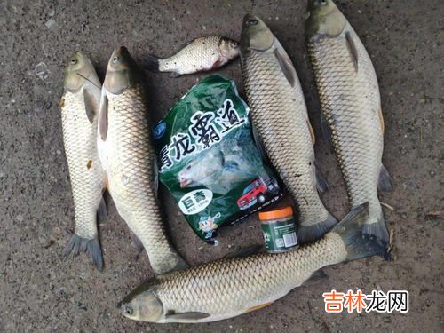 钓大鱼用什么饵料,饵料对了口，大鱼跟着走，夏季野钓，各类大鱼更适合哪些饵料？