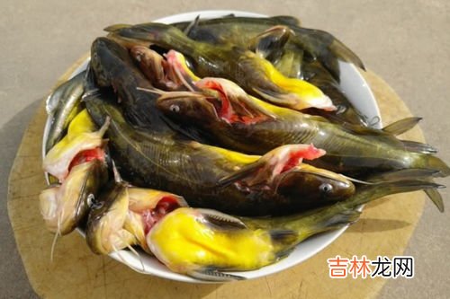 三牙鱼的营养价值,三齿鱼有什么营养