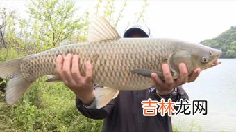 自然水域蚯蚓饵如何调钓,使用蚯蚓钓鱼时如何调漂?