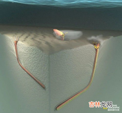 化石形成,化石的形成？