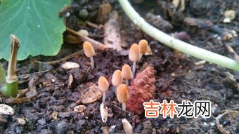 荔枝壳是什么垃圾,荔枝壳是什么垃圾 荔枝壳是干垃圾还是湿垃圾
