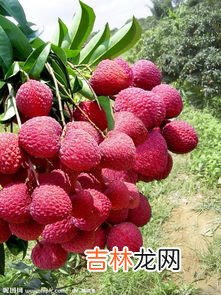 荔枝壳是什么垃圾,荔枝壳是什么垃圾 荔枝壳是干垃圾还是湿垃圾