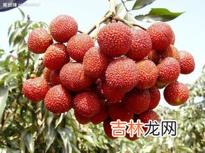荔枝壳是什么垃圾,荔枝壳是什么垃圾 荔枝壳是干垃圾还是湿垃圾