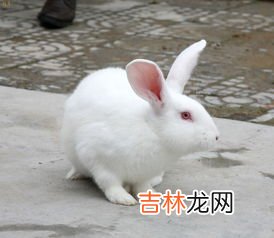 兔子养殖技术大全,兔子生态养殖技术