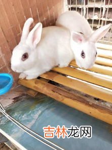 兔子养殖技术大全,兔子生态养殖技术