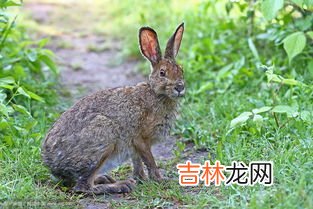 兔子养殖技术大全,兔子生态养殖技术
