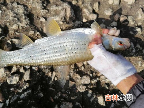 蚯蚓饵怎么调漂图解,用蚯蚓钓鱼怎么调漂