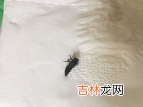 面粉生虫是什么虫,面粉里面的黑虫叫什么