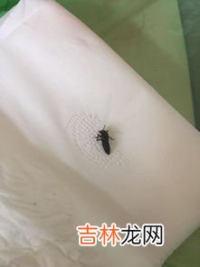 面粉生虫是什么虫,面粉里面的黑虫叫什么
