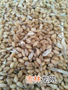 面粉生虫是什么虫,面粉里面的黑虫叫什么