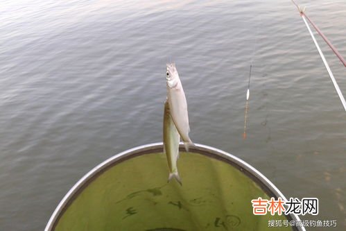 钓白条方法,七星钩钓白条技巧