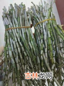 石斛怎么买,哪里买正宗的霍山石斛？