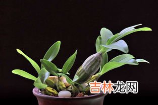 石斛怎么买,哪里买正宗的霍山石斛?