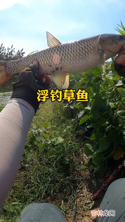 秋冬怎么钓草鱼,秋冬钓草鱼技巧和方法 钓鱼人必看
