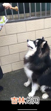 雪橇犬有几种,雪橇犬有几种