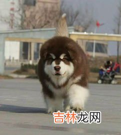 雪橇犬有几种,雪橇犬有几种