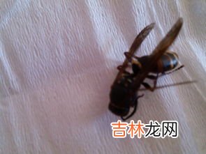 衣服被虫子蛀怎么处理,羊绒衫被虫蛀了怎么办？