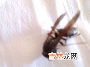 衣服被虫子蛀怎么处理,羊绒衫被虫蛀了怎么办？