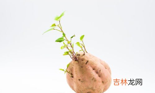 红薯发芽能吃吗有毒吗,红薯发芽能吃吗有毒吗 红薯发芽能种红薯吗