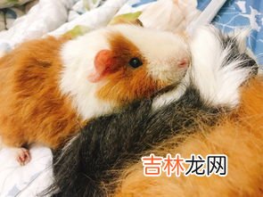荷兰猪吃什么,荷兰猪喜欢吃什么蔬菜水果?