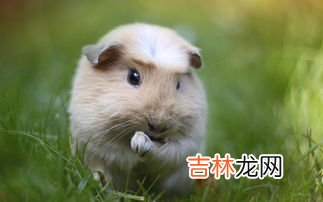 荷兰猪吃什么,荷兰猪喜欢吃什么蔬菜水果?
