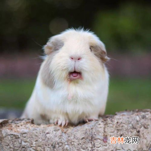荷兰猪吃什么,荷兰猪喜欢吃什么蔬菜水果？