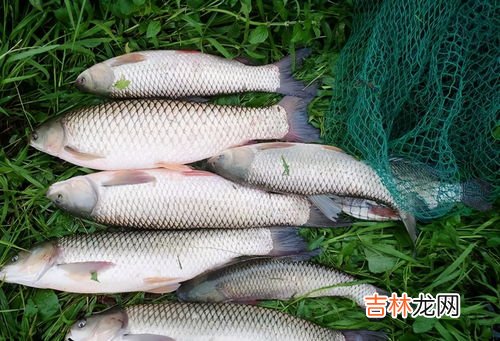 深秋怎么钓草鱼,秋天十月钓草鱼技巧秋天十月钓草鱼技巧有哪些