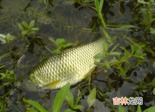 怎么钓草鱼调漂,钓草鱼怎么调漂钓草鱼怎么调漂介绍