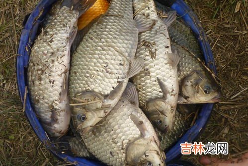 钓白条鱼饵料配方,钓白条鱼的时候用什么饵料打窝，你知道吗？