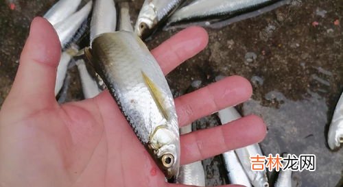 钓白条鱼饵料配方,钓白条鱼的时候用什么饵料打窝，你知道吗？