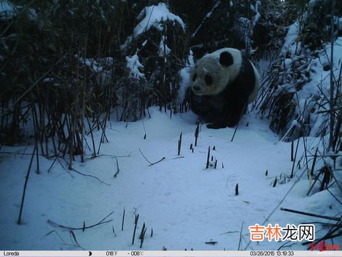 熊猫的生活习性,熊猫的生活习性是什么