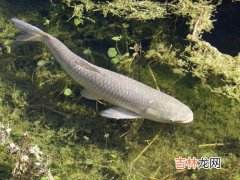 钓草鱼窝料配方,钓草鱼饵料配方 钓草鱼饵料配方是什么