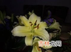 什么花的花语是陪伴,红玫瑰的花语是什么？