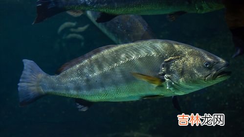 海洋中有会飞的鱼吗,海洋中存不存在会飞的鱼?