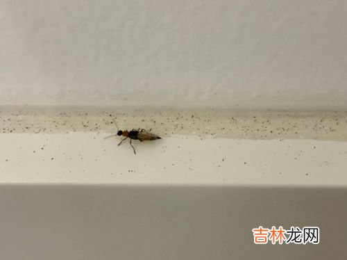 隐翅虫为什么很难捏死,屋里为什么会有隐翅虫怎么办
