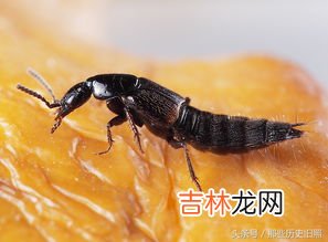 隐翅虫为什么很难捏死,屋里为什么会有隐翅虫怎么办
