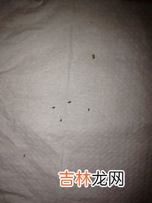 床垫受潮长虫怎么办,床垫受潮有黑色的虫子怎么办 床垫有黑色的虫子是螨虫吗