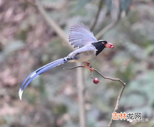 红嘴蓝鹊是不是青鹧,蓝桉树上面到底是青鹧还是释槐鸟