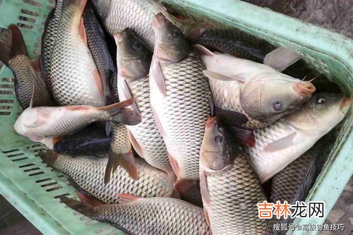 秋天钓鲤鱼饵料味型 秋季钓鲤鱼用什么味型,秋冬季钓鲤鱼用什么味型的饵料