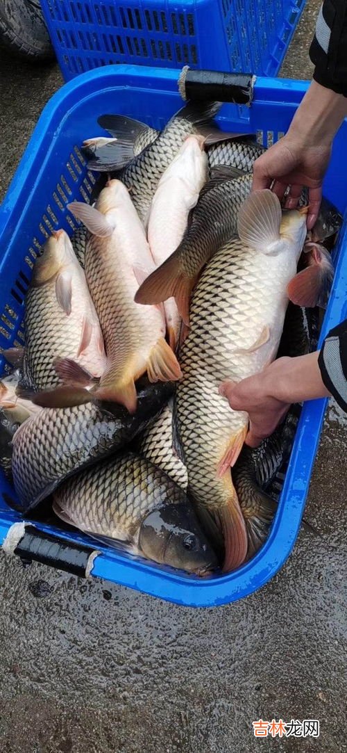 秋天钓鲤鱼饵料味型 秋季钓鲤鱼用什么味型,秋冬季钓鲤鱼用什么味型的饵料